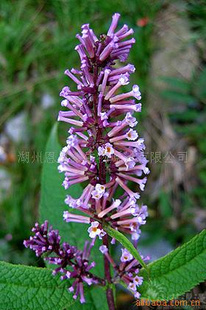 【密蒙花提取物 密蒙花苷 全花】 密蒙花苷 全花 黃色粉末 上海 植物提取物 價格 批發(fā)_