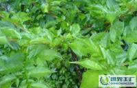 Amorphophalms konjac直銷魔芋[供應]_植物提取物_世界工廠網中國產品信息庫