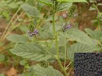 陜西大田 植物甾醇提取物 廠家直銷 包郵批發(fā)價格@西安 陜西大田生物 植物提取物-