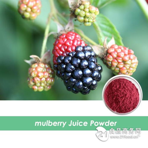 西安旭煌生物 工廠直銷高品質桑葚粉，批發(fā)價格優(yōu)勢顯著